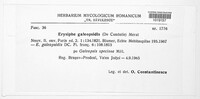 Erysiphe galeopsidis image